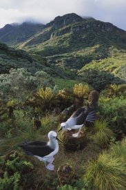 Tui De Roy - Yellow-nosed Albatross pair nesting, Gough Island, South Atlantic