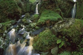 Tui De Roy - Waterfalls among ferns and mosses, Gough Island, South Atlantic