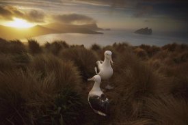 Tui De Roy - Southern Royal Albatross pair courting at sunset, Campbell Island, New Zealand
