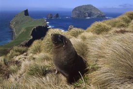 Tui De Roy - Hooker's Sea Lion bull searching for females hiding in grass, Auckland Islands