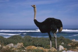Tui De Roy - Ostrich male in coastal meadow, Cape of Good Hope, South Africa