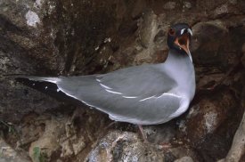 Tui De Roy - Swallow-tailed Gull parent with chick calling, Galapagos Islands, Ecuador