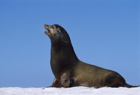 Tui De Roy - Galapagos Sea Lion male, Mosquera Island, Galapagos Islands, Ecuador