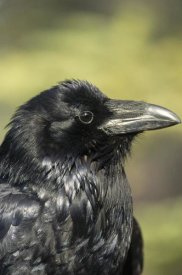 Michael Quinton - Common Raven portrait in the summer, Alaska
