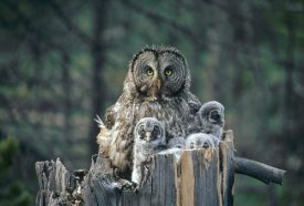 Michael Quinton - Great Gray Owl with owlets in nest cavity atop snag, spring, Idaho