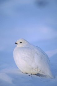 Michael Quinton - Willow Ptarmigan with white winter plumage, Alaska
