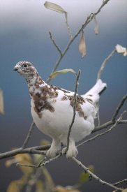 Michael Quinton - Willow Ptarmigan with fall plumage, Alaska