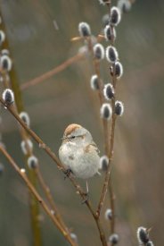 Michael Quinton - American Tree Sparrow in Pussy Willow during snowfall, spring, Alaska