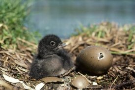 Michael Quinton - Common Loon chick with hatching egg, summer, Wyoming
