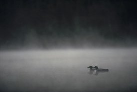 Michael Quinton - Common Loon pair on misty lake in the spring, Wyoming