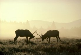 Michael Quinton - Elk two males sparring in the fall, Yellowstone National Park, Wyoming