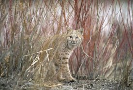 Michael Quinton - Bobcat juvenile emerging from dry grass in the spring, Idaho