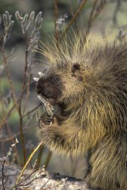 Michael Quinton - Common Porcupine feeding on Pussywillow, spring, Alaska