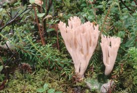 Michael Quinton - Fungus growing on forest floor, summer, Alaska