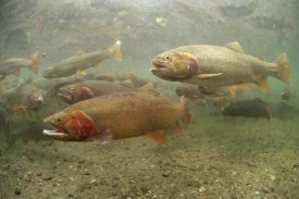 Michael Quinton - Cutthroat Trout underwater group in the spring, Idaho