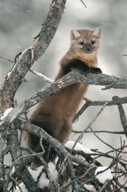 Michael Quinton - American Marten in tree in the winter, Idaho