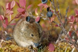 Michael Quinton - Northern Red-backed Vole feeding on berries in the fall, Alaska