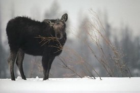 Michael Quinton - Moose cow feeding on a willow branch in the winter, Idaho