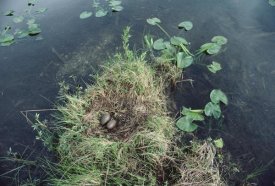 Michael Quinton - Common Loon nest with eggs, Wyoming