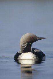 Michael Quinton - Pacific Loon adult on lake, North America