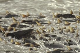 Michael Quinton - Pink Salmon spawning in mass in the Lowe River, Alaska