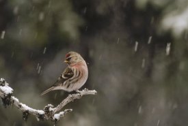 Michael Quinton - Common Redpoll male in breeding plumage during snowfall, Alaska