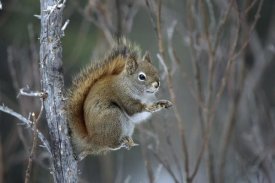 Michael Quinton - Red Squirrel feeding on willows,  Alaska