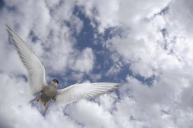Michael Quinton - Arctic Tern flying against cloudy sky, Alaska