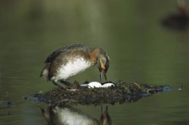 Michael Quinton - Horned Grebe adult on floating nest with eggs, Alaska