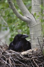Michael Quinton - Common Raven incubating eggs on its nest, Idaho