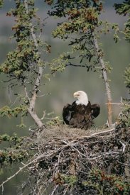 Michael Quinton - Bald Eagle calling on nest, Alaska
