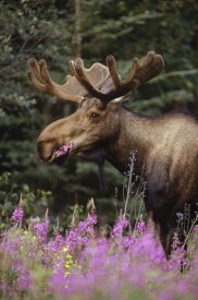 Michael Quinton - Alaska Moose feeding on Fireweed flowers in the spring, Alaska