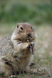 Michael Quinton - Arctic Ground Squirrel feeding on butterfly, Alaska