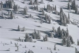 Michael Quinton - Douglas Fir trees casting long shadows in winter, Yellowstone NP, Wyoming