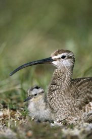 Michael Quinton - Whimbrel chick with parent, Alaska