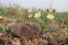 Michael Quinton - Long-tailed Jaeger chick, Alaska