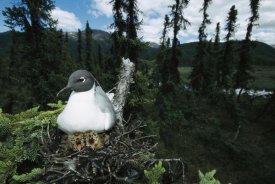 Michael Quinton - Bonaparte's Gull on nest in tree with two chicks, Alaska