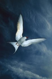 Michael Quinton - Arctic Tern flying, Alaska