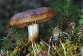 Michael Quinton - Wood Frog on ground next to mushroom,  Alaska