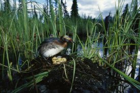 Michael Quinton - Horned Grebe with chick and eggs in nest on boreal pond, Alaska
