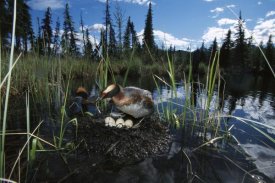 Michael Quinton - Horned Grebe pair at nest with eggs in boreal pond, Alaska