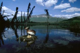 Michael Quinton - Horned Grebe adult at nest with eggs in boreal pond, Alaska