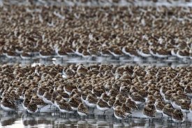 Michael Quinton - Western Sandpiper flock resting during  migration stop,  Copper River Delta, Alaska
