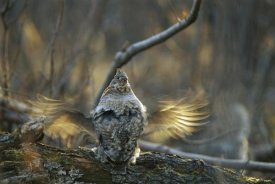 Michael Quinton - Ruffed Grouse male drumming during courtship, North America