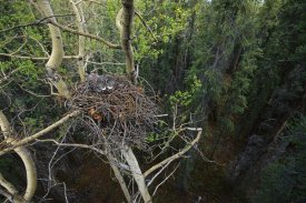 Michael Quinton - Great Gray Owl parent incubating eggs on nest, North America