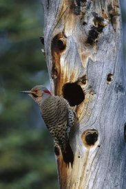 Michael Quinton - Northern Flicker woodpecker near nest cavity, Slana, Alaska
