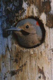 Michael Quinton - Northern Flicker woodpecker in nest cavity, Slana, Alaska