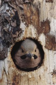 Michael Quinton - Northern Flicker woodpecker in nest cavity, Slana, Alaska