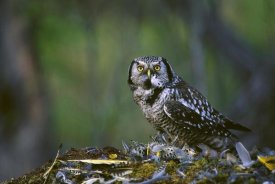 Michael Quinton - Northern Hawk Owl feeding on prey, Slana, Alaska