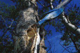 Michael Quinton - Mountain Bluebird flying out of abandoned northern flicker nest,  Montana